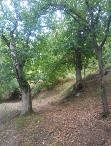 il castagneto è un ecosistema forestale