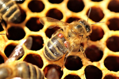 Bee with Varroa Mites