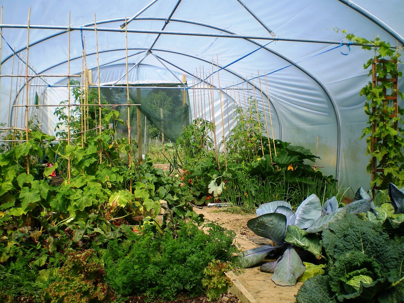 Polytunnel Interior