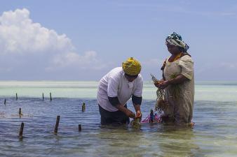 Women working with Seaweed in Zanzibar